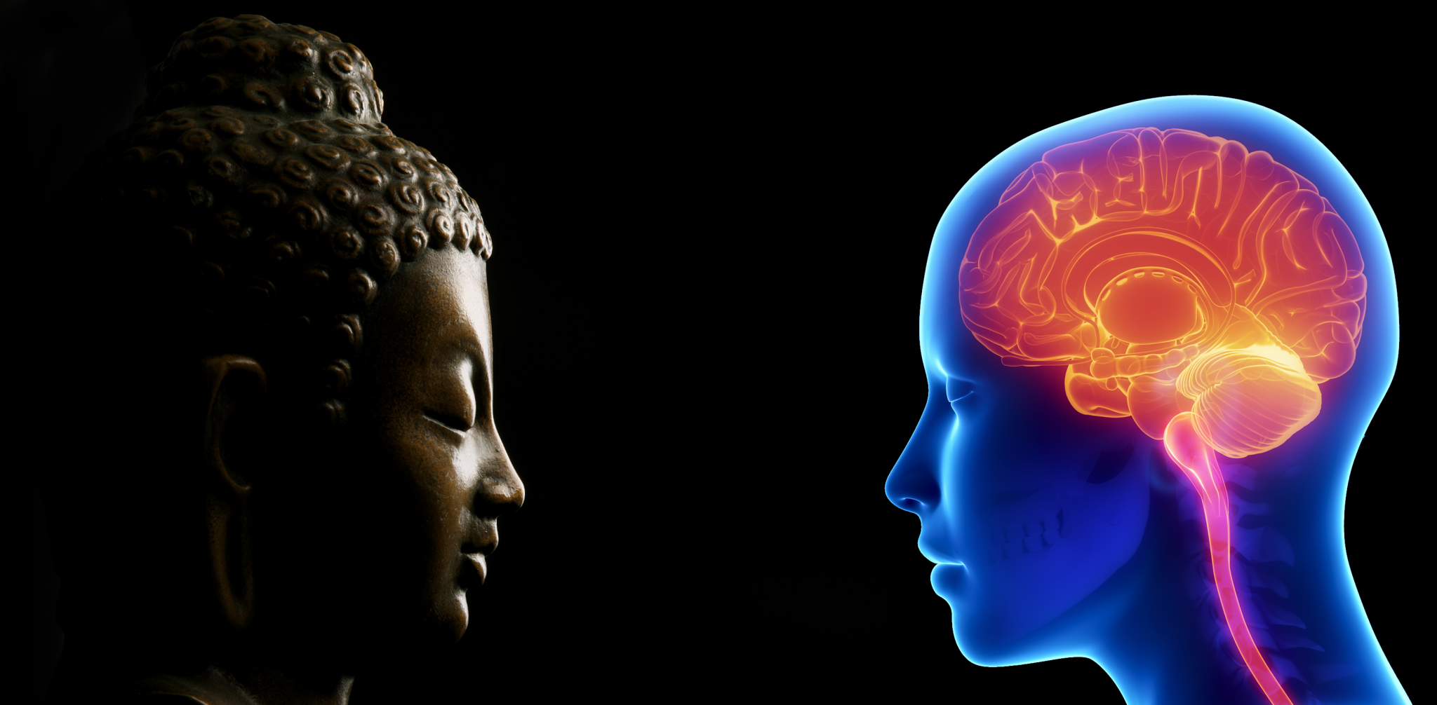 Meditation Changes The Brain Areas Underlying Executive Function And ...